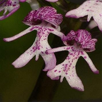Purple Naked Man Orchid Flower seeds for Planting - Perfect for Borders, Heirloom & GMO Free Seeds for Home Garden
Sale seeds for home garden