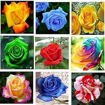 Violet MultiColor Rose Flower Seeds for Planting Easy to Grow Heirloom & GMO Free Seeds for Home Garden
Sale