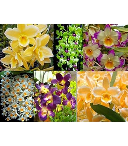 Mixed Cymbidium Maxillaria Goeringii Seeds for Planting Compact Growth Heirloom & GMO Free Seeds for Home Garden
Sale