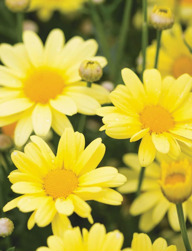 Light Yellow Bellis Perennis Flower seeds for Planting Colorful Display Heirloom & GMO Free Seeds for Home Garden
Sale seeds for home garden planting