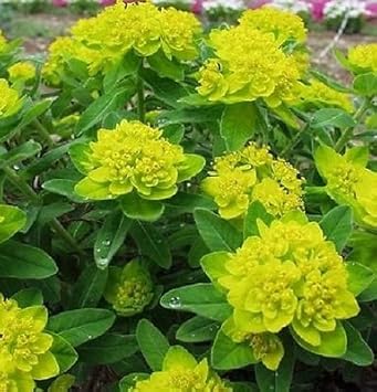 Yellow Euphorbia Polychroma Flower seeds for Planting - Wildflower Mix, Heirloom & GMO Free Seeds for Home Garden
Sale seeds for home garden