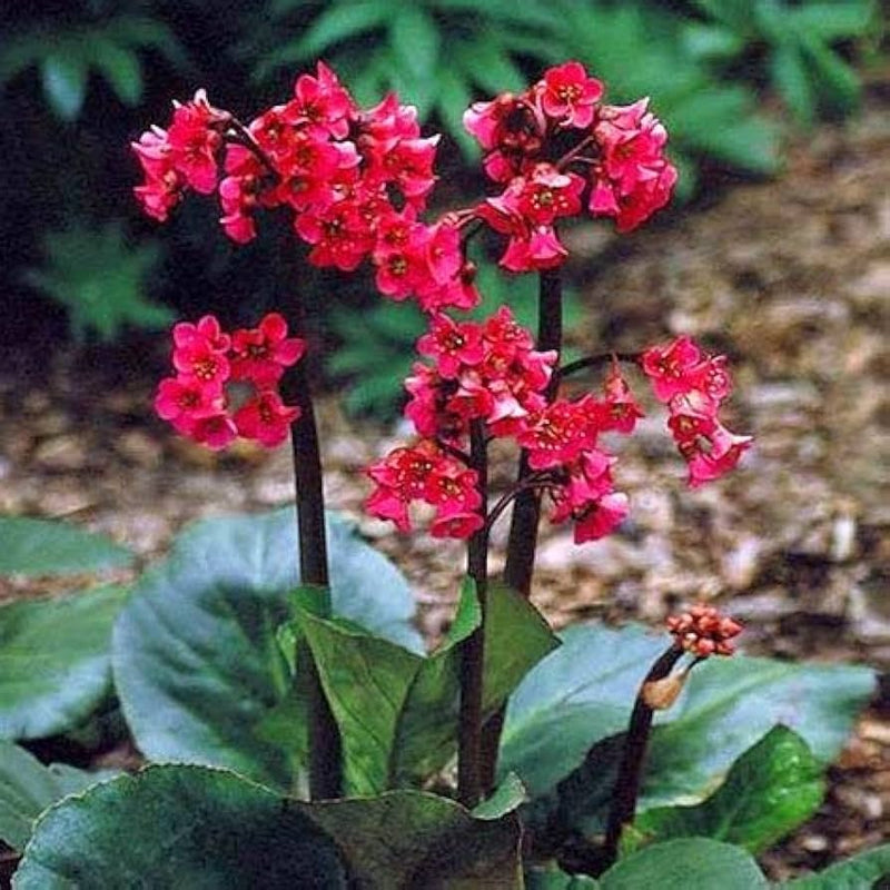 Red Bergenia Flower seeds for Planting - Drought Tolerant, Heirloom & GMO Free Seeds for Home Garden
Sale for planting in home garden.