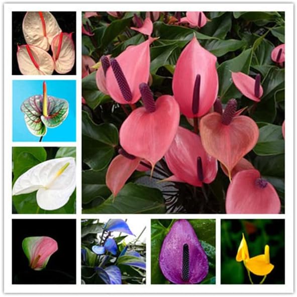 Multi Color Anthurium Flower Seeds for Planting Seasonal Bloomer Heirloom & GMO Free Seeds for Home Garden
Sale