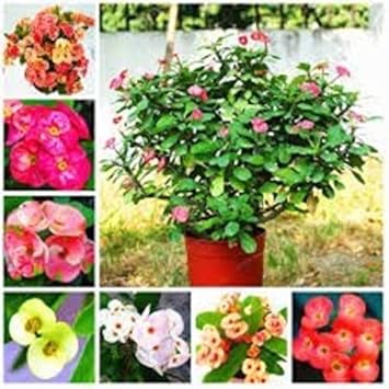 Mixed Euphorbia Milii Hybrid Flower seeds for Planting - Premium Quality, Heirloom & GMO Free Seeds for Home Garden
Sale seeds for home garden