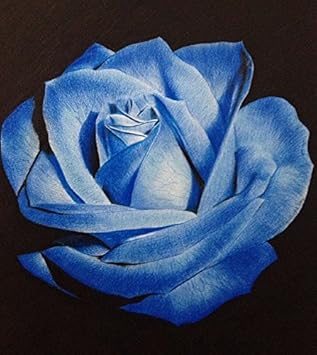 Light Blue Osiria Rose Flower seeds for Planting - Shade Tolerant, Heirloom & GMO Free Seeds for Home Garden
Sale seeds for home garden
