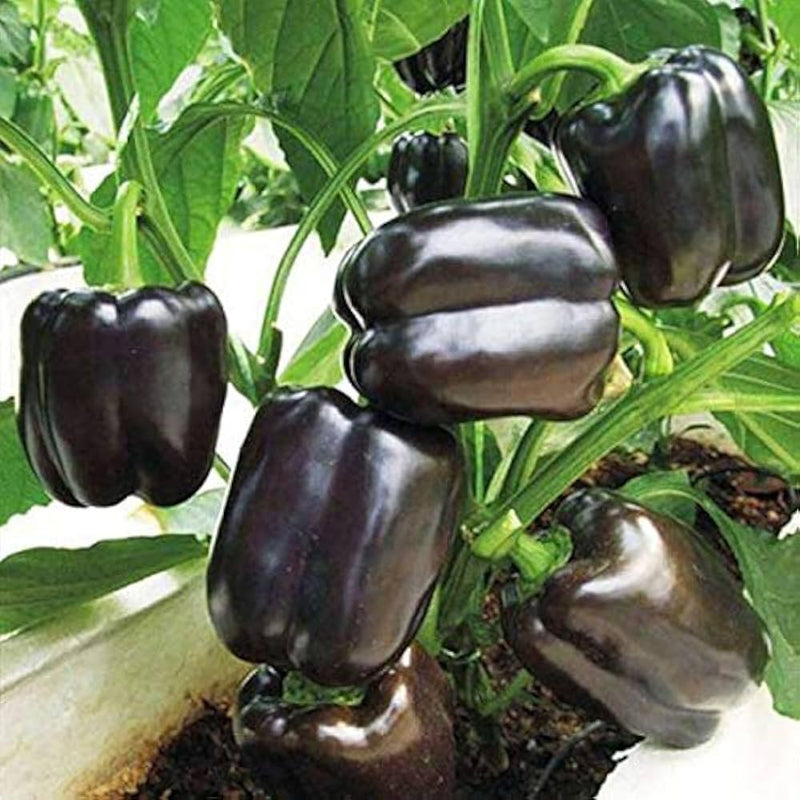 Chocolate Pepper Seeds for Easy Planting