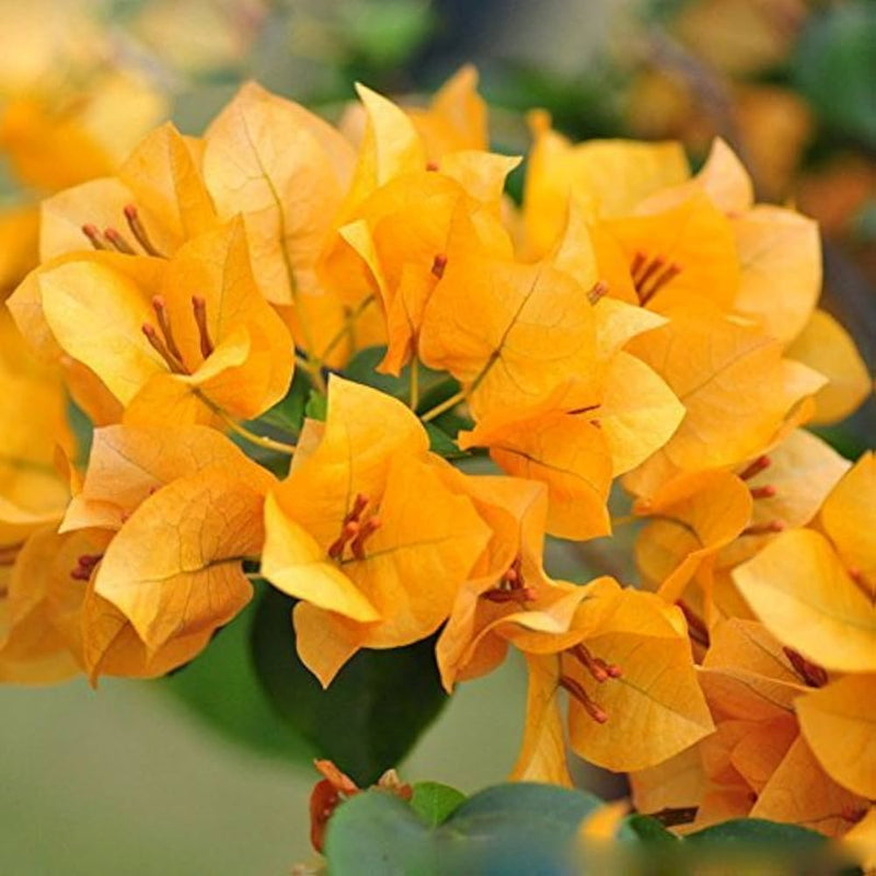 Yellow Bougainvillea Flower seeds for Planting - Pollinator Friendly, Heirloom & GMO Free Seeds for Home Garden
Sale for planting in home garden.