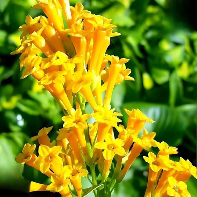 Yellow Yanosik Flower seeds for Planting Shade Tolerant Heirloom & GMO Free Seeds for Home Garden
Sale