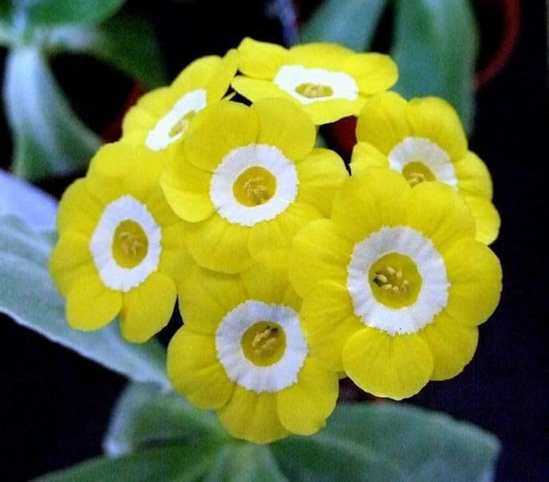 Yellow Primula Auricula Flower seeds for Planting - Pollinator Friendly, Heirloom & GMO Free Seeds for Home Garden
Sale seeds for planting in home garden