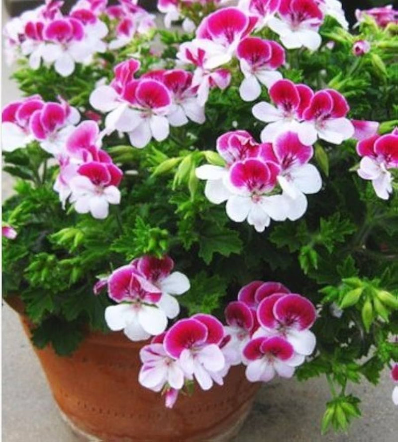 Pink White Univalve Flower seeds for Planting - Easy to Grow, Heirloom & GMO Free Seeds for Home Garden