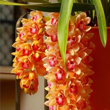Orange Cymbidium Orchid Flower seeds for Planting - Sun Loving, Heirloom & GMO Free Seeds for Home Garden
Sale for planting in home garden.