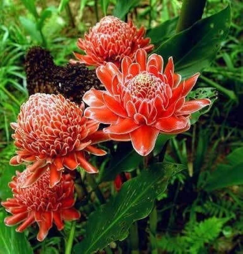 Ginger Flower seeds for Planting - Premium Quality, Heirloom & GMO Free Seeds for Home Garden
Sale for planting in home garden.