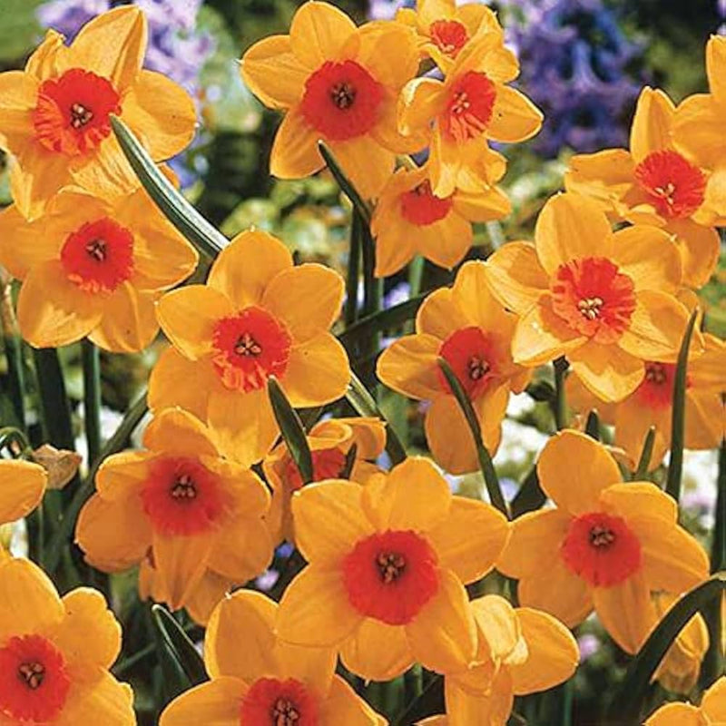 Orange Yellow Daffodils Seeds Flower seeds for Planting Colorful Display Heirloom & GMO Free Seeds for Home Garden
Sale