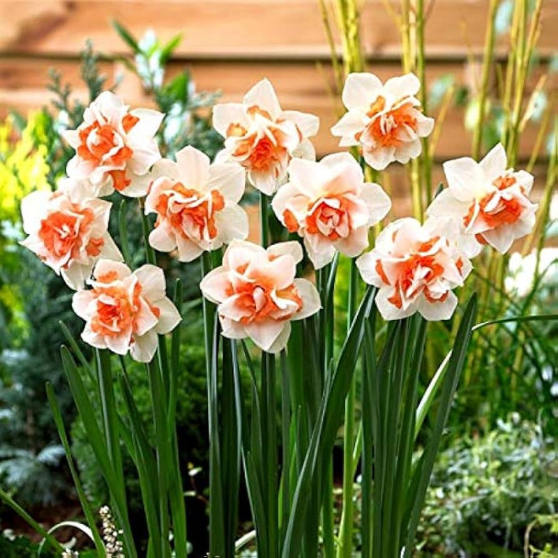Narciso Flower seeds for Planting - Premium Quality, Heirloom & GMO Free Seeds for Home Garden
Sale seeds for home garden