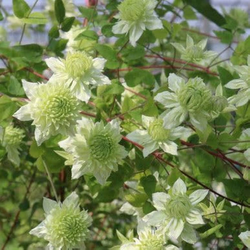 Green Clematis Flower Seeds for Garden Colorful Display Heirloom & GMO Free Seeds for Home Garden
Sale