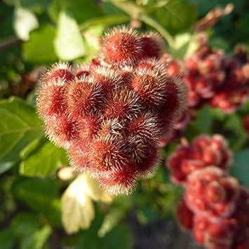 Red Rhus Aromatica Flower seeds for Planting - Cottage Garden Essential, Heirloom & GMO Free Seeds for Home Garden
Sale seeds for home garden