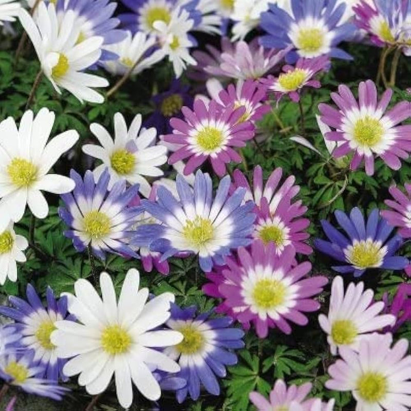 Mixed Brachyscome Flower seeds for Planting Drought Tolerant Heirloom & GMO Free Seeds for Home Garden
Sale