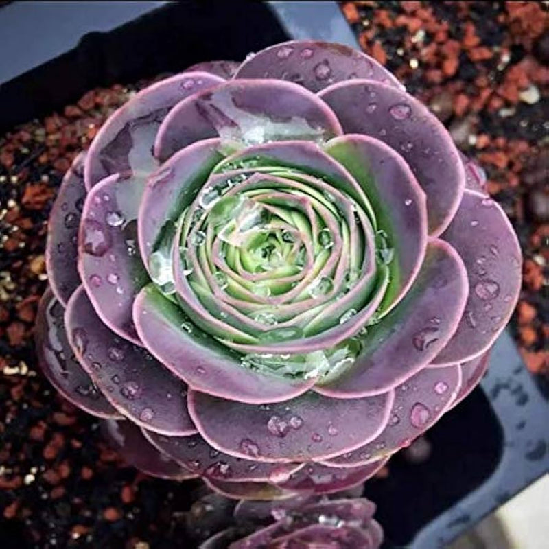 Purple Green Greenovia Flower Seeds for Planting Fragrant Blossoms Heirloom & GMO Free Seeds for Home Garden
Sale