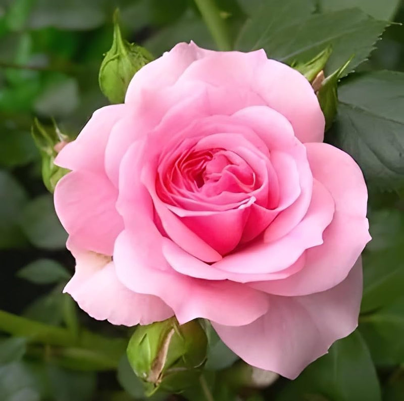 Pale Pink Climbing Rose Flower seeds for Planting - Bright Blooms, Heirloom & GMO Free Seeds for Home Garden