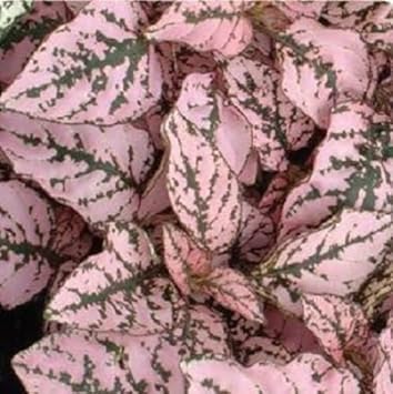 Pink Hypoestes Splash Flower seeds for Planting - Fragrant Blossoms, Heirloom & GMO Free Seeds for Home Garden
Sale for planting in home garden.