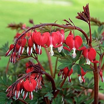 Red Bleeding Heart Flower seeds for Planting - Sun Loving, Heirloom & GMO Free Seeds for Home Garden
Sale for planting in home garden