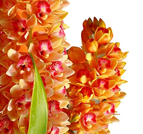 Multi Color Cymbidium Maxillaria Flower Seeds for Planting Fragrant Blossoms Heirloom & GMO Free Seeds for Home Garden
Sale