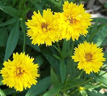 Yellow Early Sunrise Flower seeds for Planting - Cottage Garden Essential, Heirloom & GMO Free Seeds for Home Garden
Sale for planting in home garden