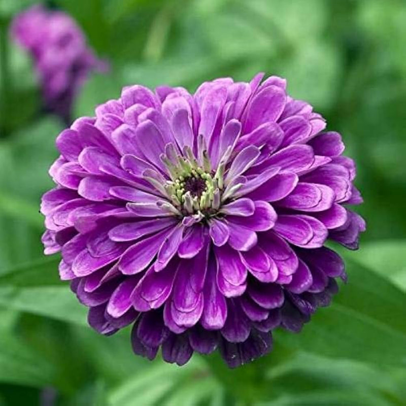 Deep Purple Zinnia Flower seeds for Planting - Compact Growth, Heirloom & GMO Free Seeds for Home Garden
Sale for planting in home garden.