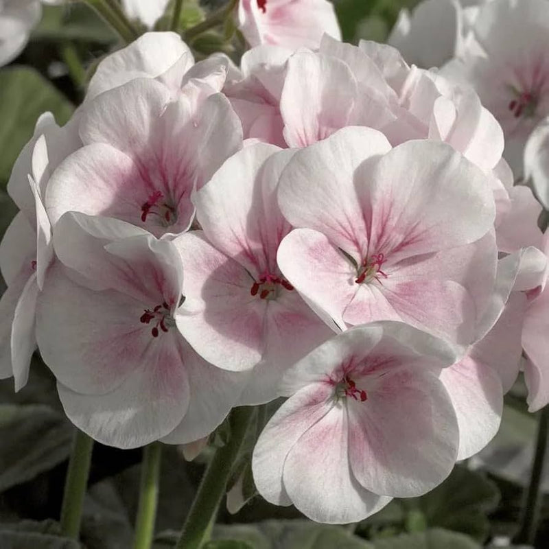 Baby Pink Geranium Flower Seeds for Planting Fragrant Blossoms Heirloom & GMO Free Seeds for Home Garden
Sale