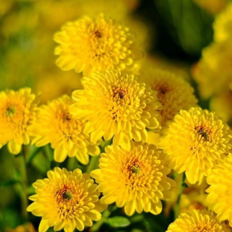 Chrysanthemum Pink Yellow Flower seeds for Planting - Compact Growth, Heirloom & GMO Free Seeds for Home Garden