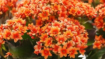 Red Yellow Kalanchoe Flower seeds for Planting - Perfect for Borders, Heirloom & GMO Free Seeds for Home Garden
Sale seeds for planting in home garden