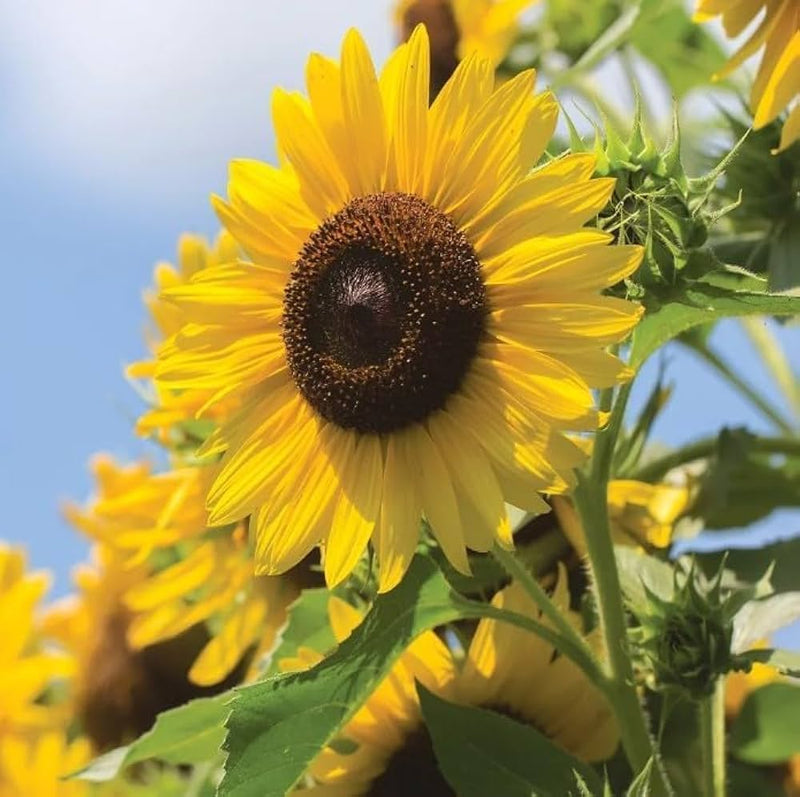 Yellow Hybrid SunFlower seeds for Planting Drought Tolerant Heirloom & GMO Free Seeds for Home Garden
Sale