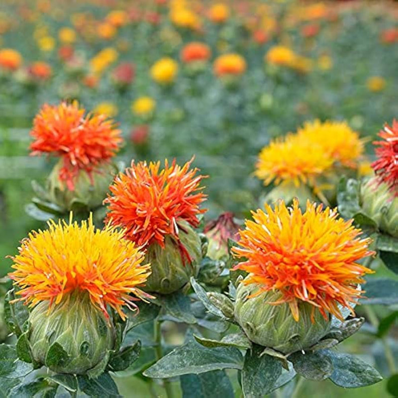 Mixed Carthamus Flower seeds for Planting - Garden Favorite, Heirloom & GMO Free Seeds for Home Garden
Sale for planting in home garden.