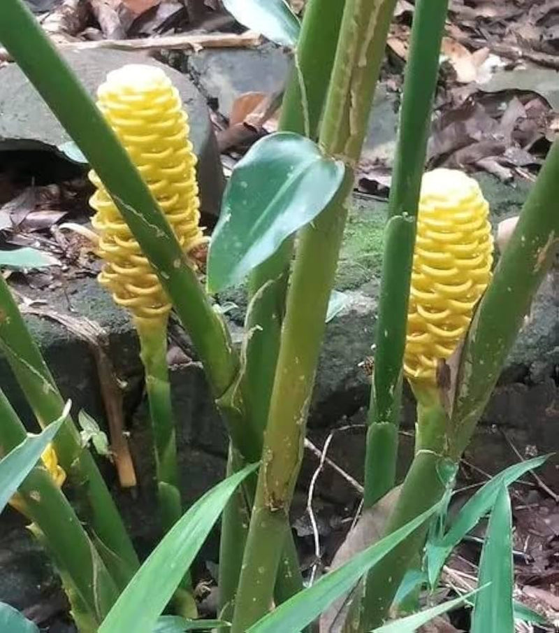 Beehive Ginger Flower seeds for Planting Cut Flower Favorite Heirloom & GMO Free Seeds for Home Garden
Sale
