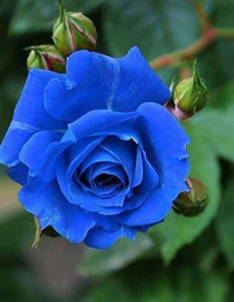 Rose Flower seeds for Planting Bright Blooms Heirloom & GMO Free Seeds for Home Garden
Sale