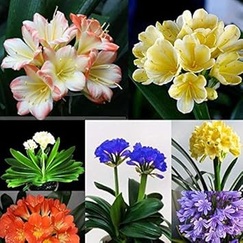 Lily Clivia Flower seeds for Planting - Shade Tolerant, Heirloom & GMO Free Seeds for Home Garden
Sale seeds for home garden