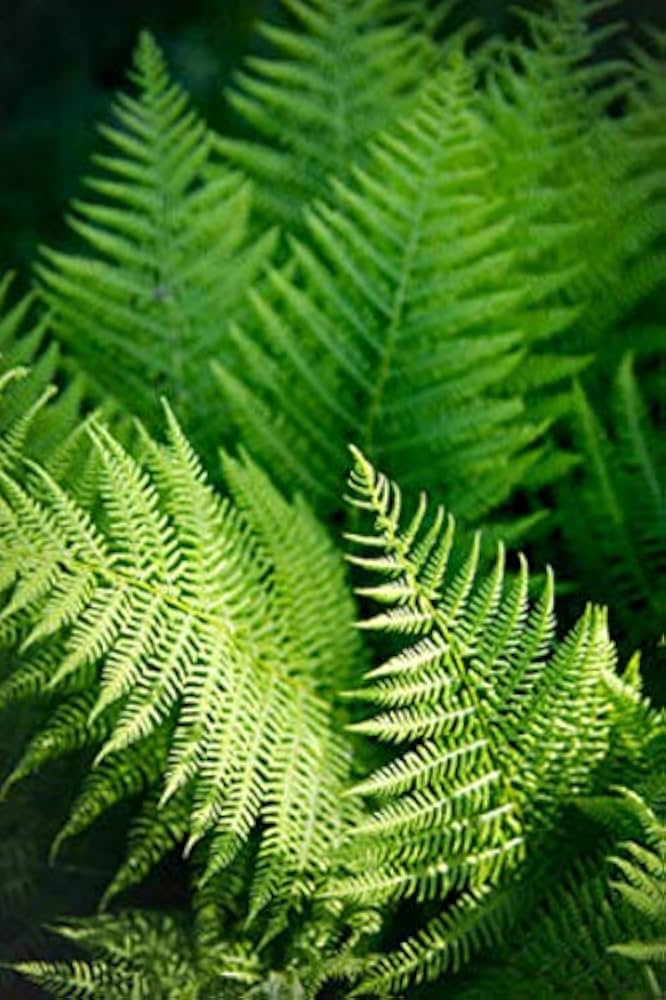 Green Fern for Planting heirloom & NonGMO Seeds Hardy Variety Heirloom & GMO Free Seeds for Home Garden
Sale