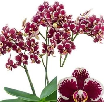 Maroon White Phalaenopsis Orchid Flower seeds for Planting - Cottage Garden Essential, Heirloom & GMO Free Seeds for Home Garden
Sale seeds for planting in home garden