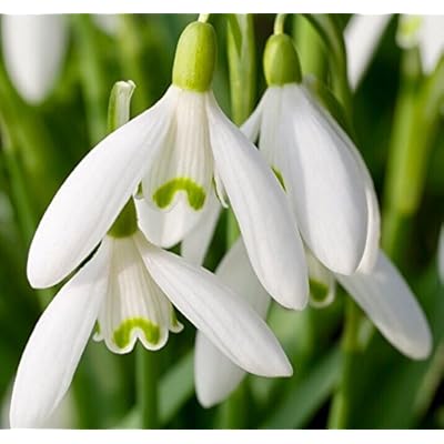 White Snowdrop Plant Seeds for Planting Seeds for Galanthus Nivalis and Stunning Floral Displays