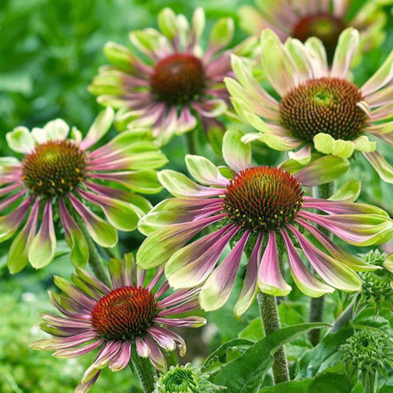Green ConeFlower seeds for Planting - Perfect for Borders, Heirloom & GMO Free Seeds for Home Garden
Sale