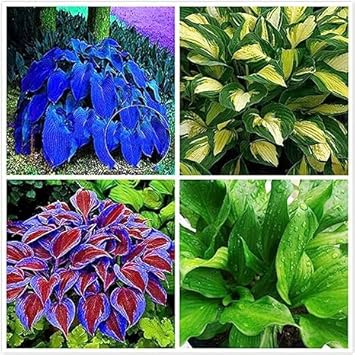 Hosta Jardin Flower seeds for Planting - Fragrant Blossoms, Heirloom & GMO Free Seeds for Home Garden
Sale seeds for home garden