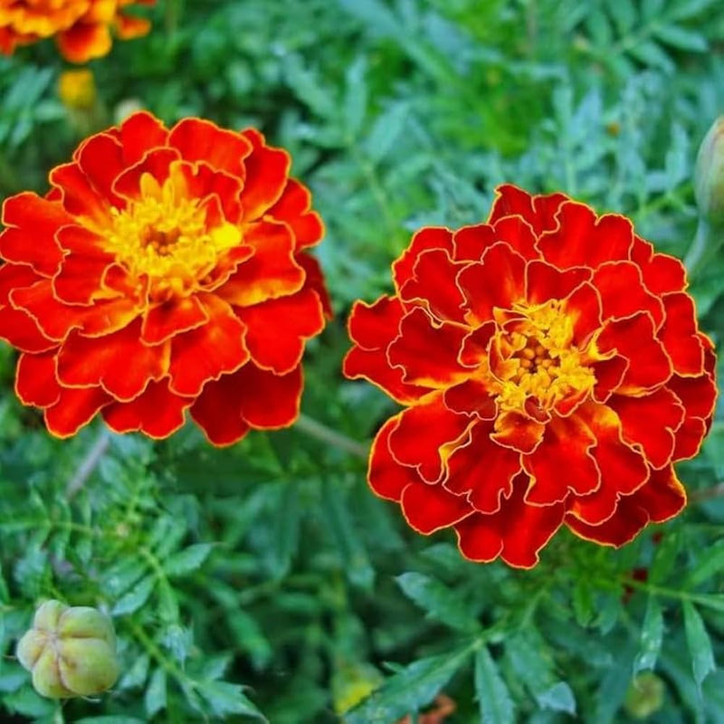 Red Flower Pot Flower seeds for Planting - Vibrant Colors, Heirloom & GMO Free Seeds for Home Garden
Sale seeds for home garden
