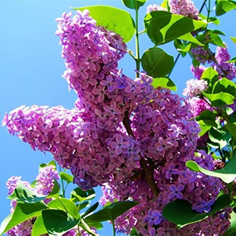 Purple Fragrant Flower seeds for Planting - Compact Growth, Heirloom & GMO Free Seeds for Home Garden
Sale seeds for planting in home garden