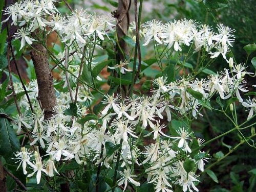 Heirloom Virginsbower Flower seeds for Planting Hardy Variety Heirloom & GMO Free Seeds for Home Garden