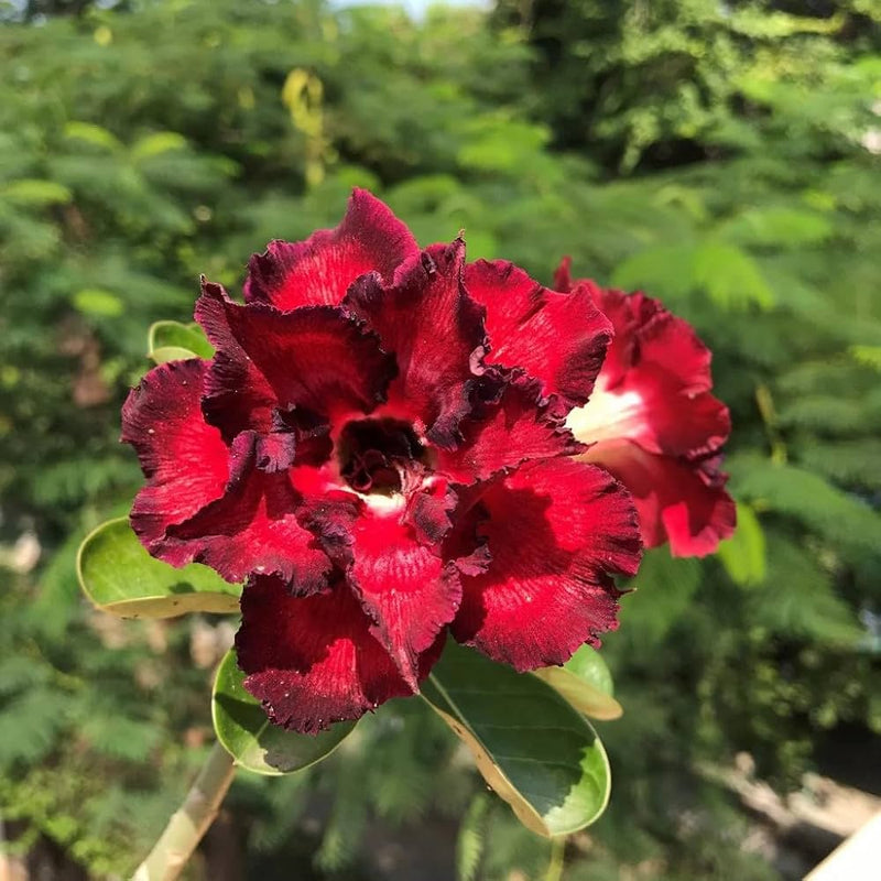 Dark Red Adenium Obesum Seeds Flower seeds for Planting Compact Growth Heirloom & GMO Free Seeds for Home Garden
Sale