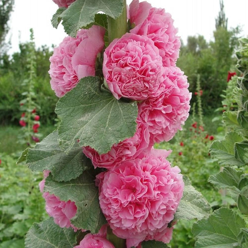 Pink Althaea Rosea Flower Seeds for Planting Low Maintenance Heirloom & GMO Free Seeds for Home Garden
Sale
