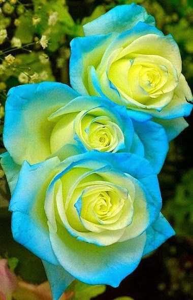 Yellow Sky Blue Rose Flower Seeds for Planting NonGMO Heirloom Garden Seeds for Growing Vibrant Colors
Sale