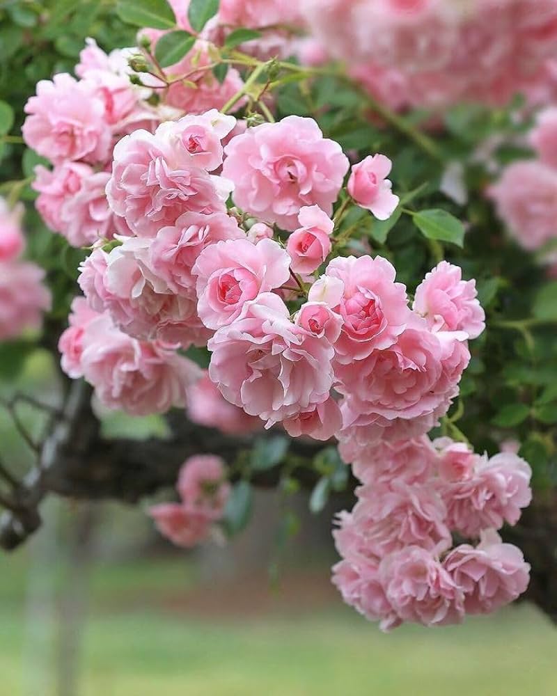Pale Pink Rose Flower Seeds for Planting Long Bloom Season Heirloom & GMO Free Seeds for Home Garden
Sale