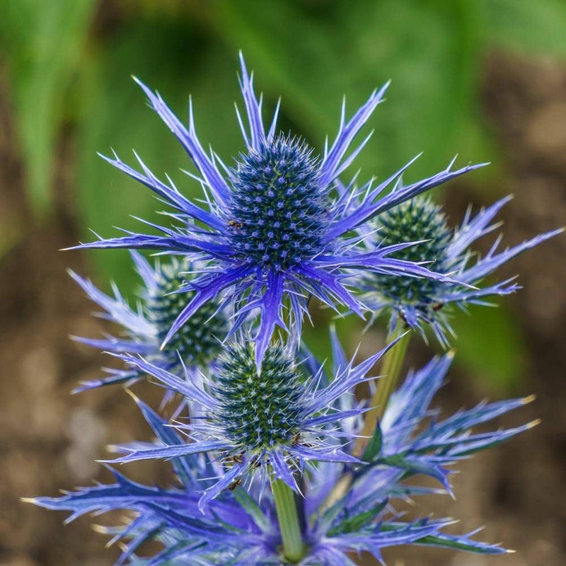 Hobbit Sea Holly Eryngium Flower seeds for Planting Bright Blooms Heirloom & GMO Free Seeds for Home Garden
