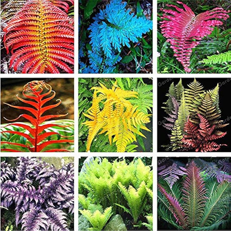 MultiColour Fern for Planting heirloom & Non GMO Seeds Seasonal Bloomer
Sale